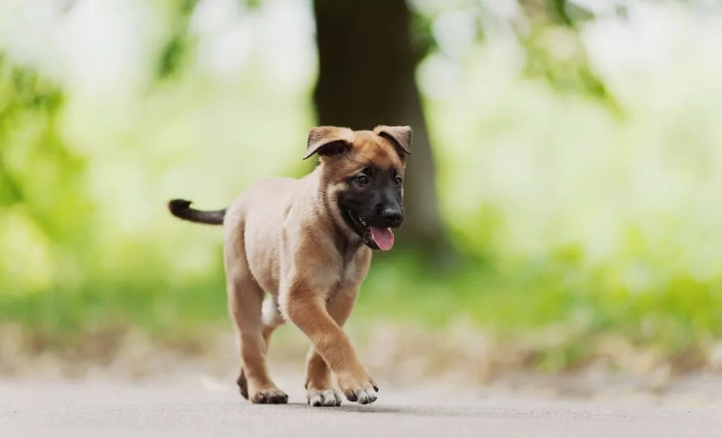 belgian malinois puppy walking in nature