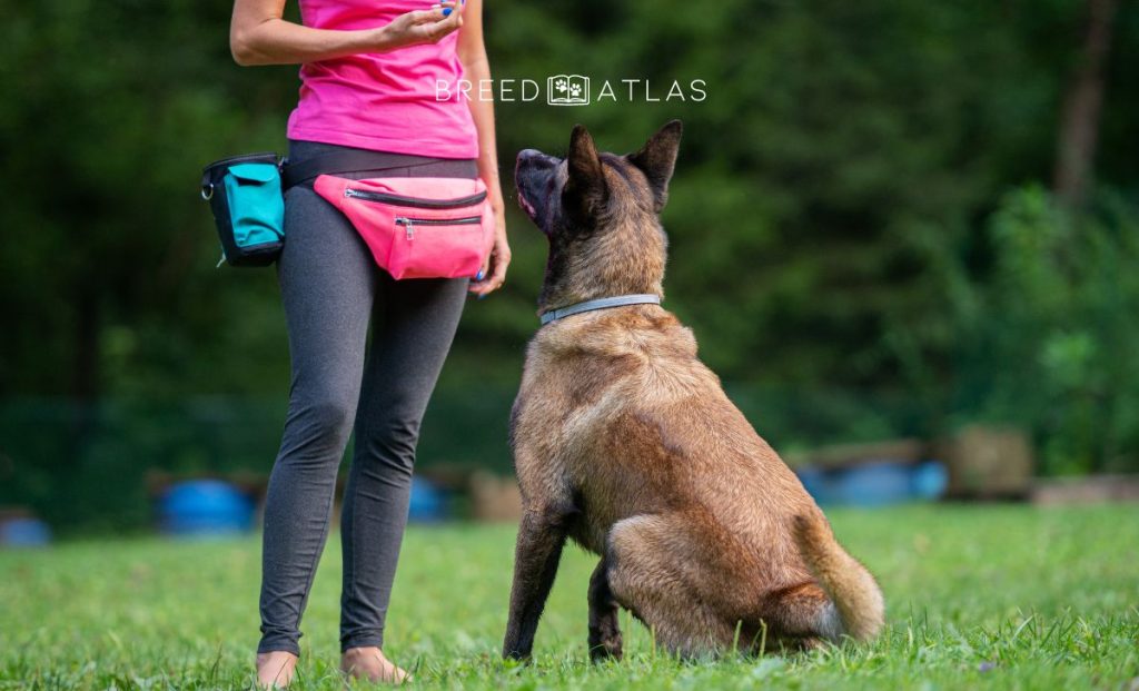 belgian malinois training in nature