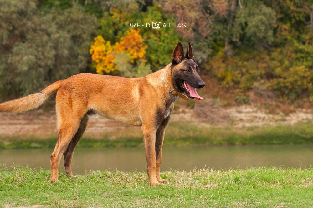 belgian malinois dog breed