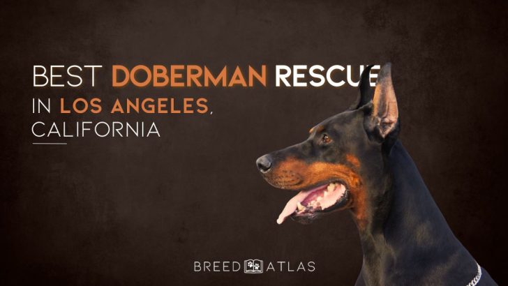Best Doberman Rescue In Los Angeles, California