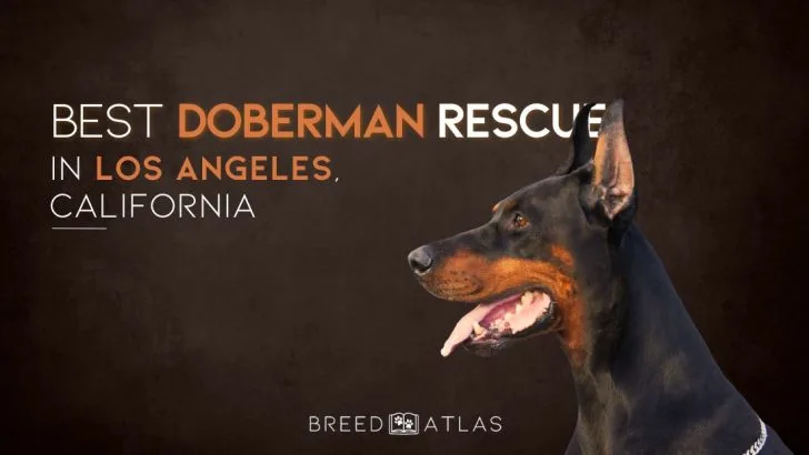 Doberman sanctuary best sale