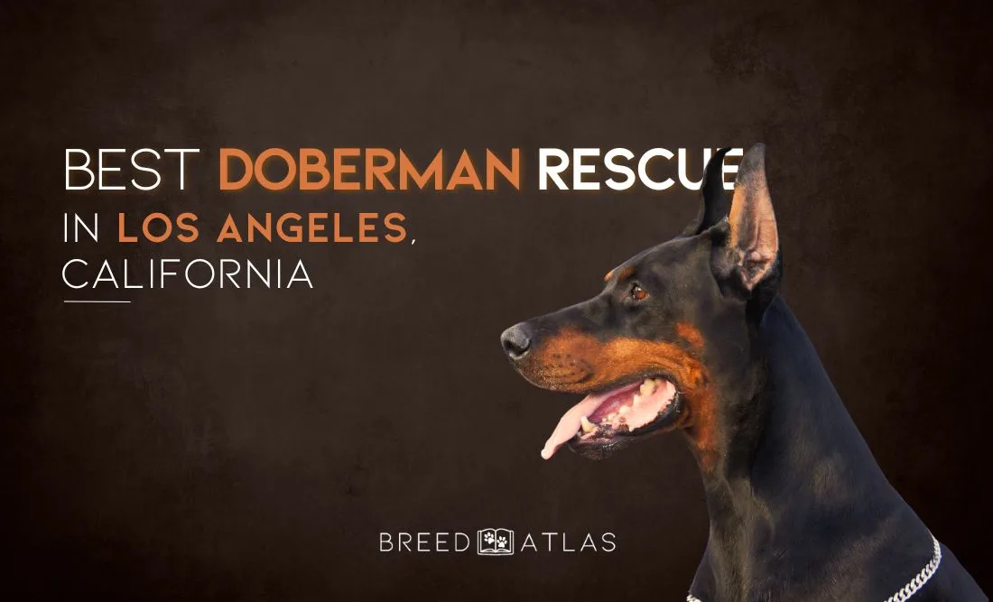 best doberman rescue los angeles