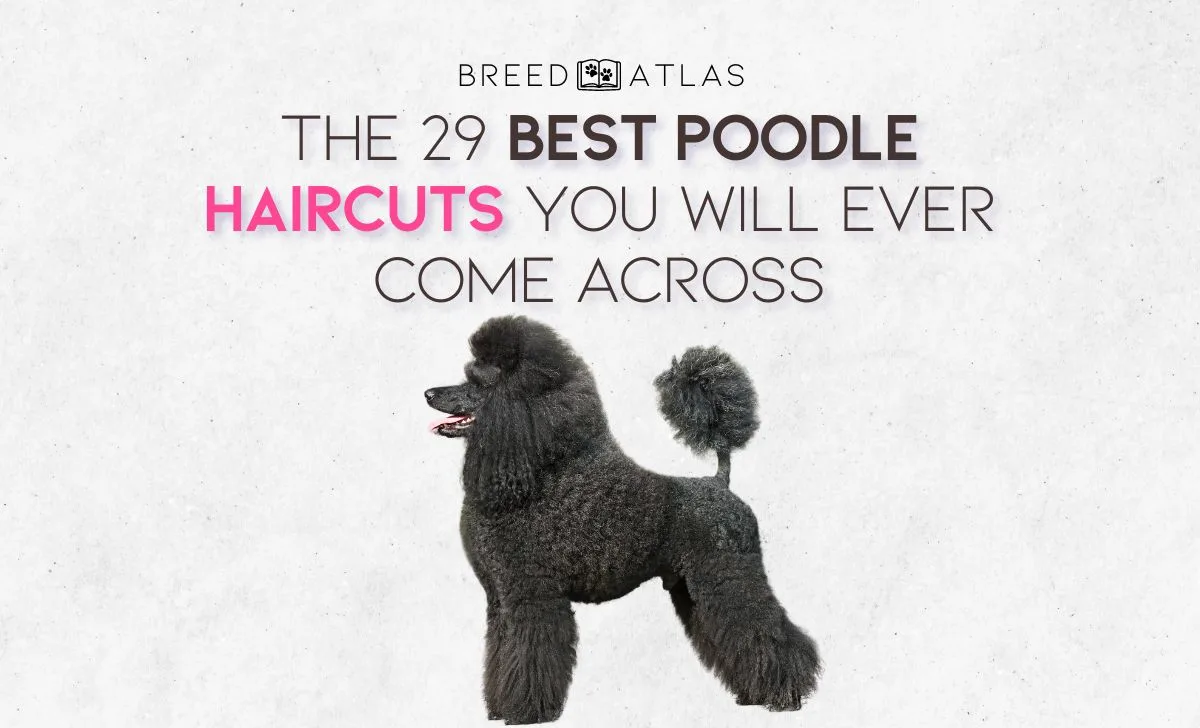 best poodle haircuts