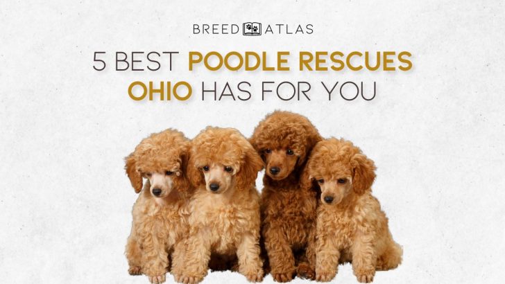 5 Best Poodle Rescues Ohio Has For You