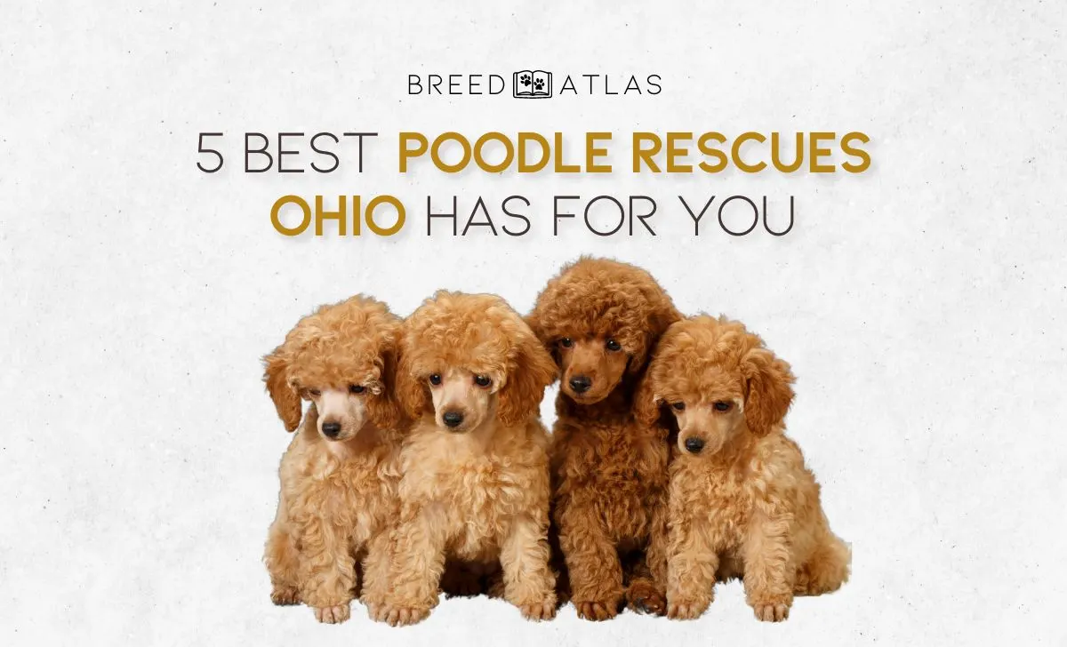 best poodle rescues in ohio