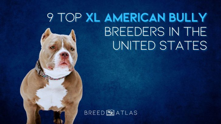 9 Top XL American Bully Breeders In The United States