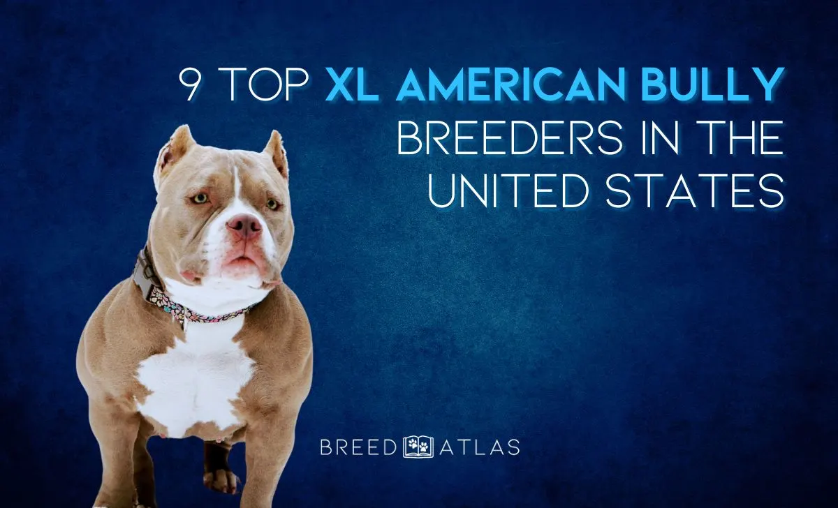 best xl american bully breeders in us