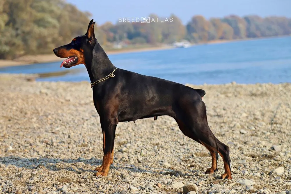 black and rust doberman