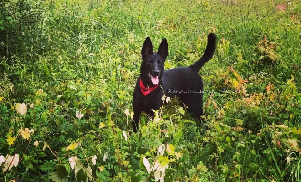 black belgian malinois dog color