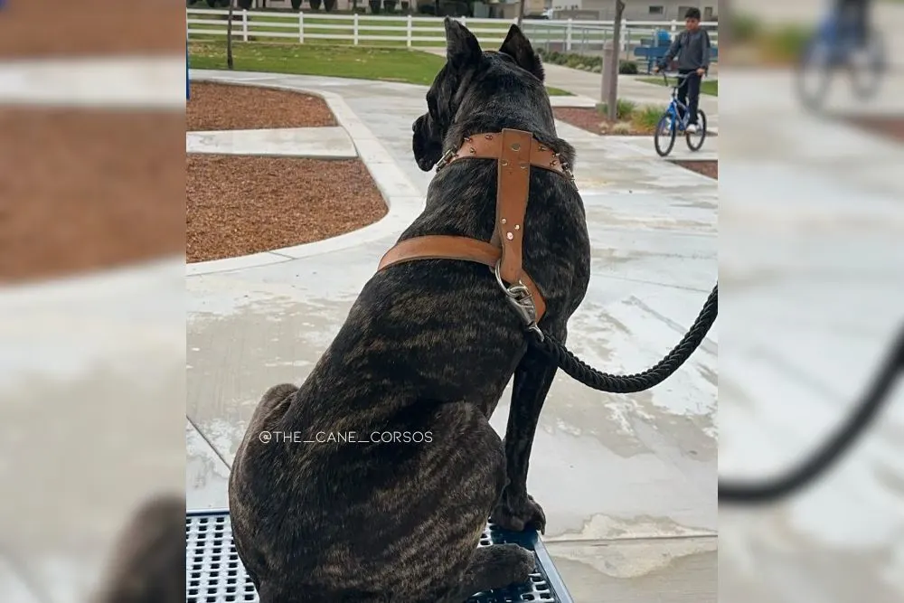 black brindle cane corso