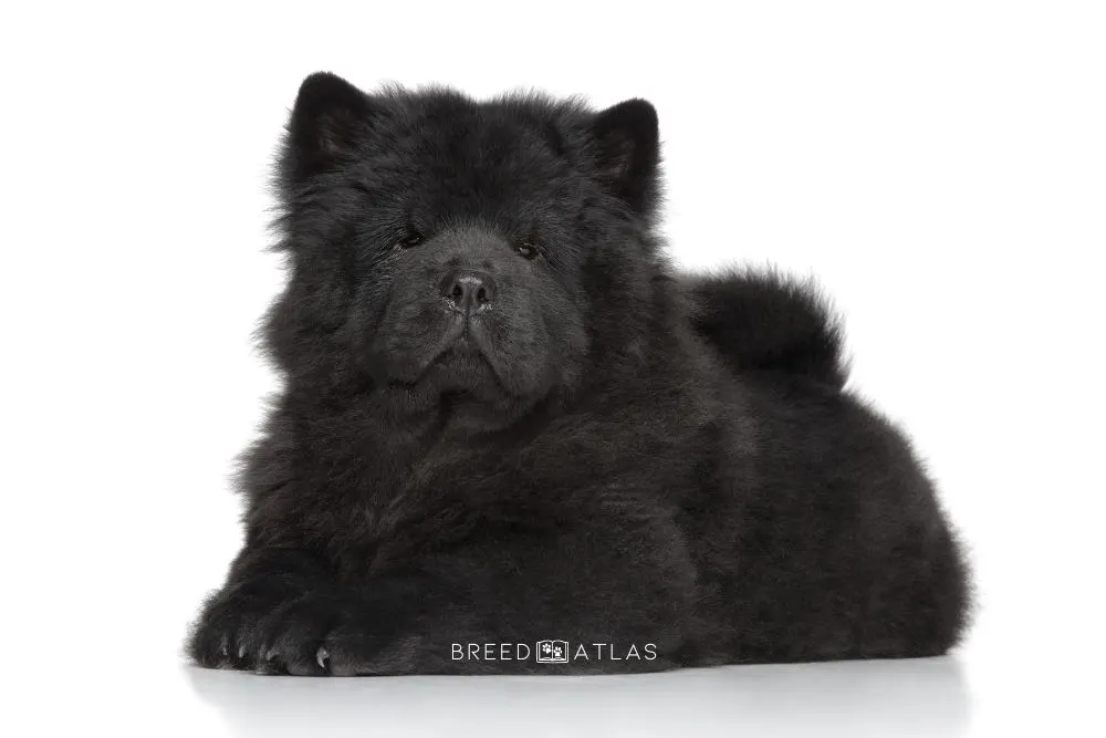 black chow chow dog color