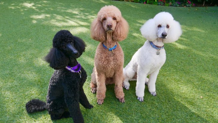 9 Most Trusted Poodle Breeders UK Has To Offer