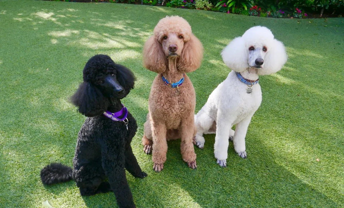 black cream and white standard poodles