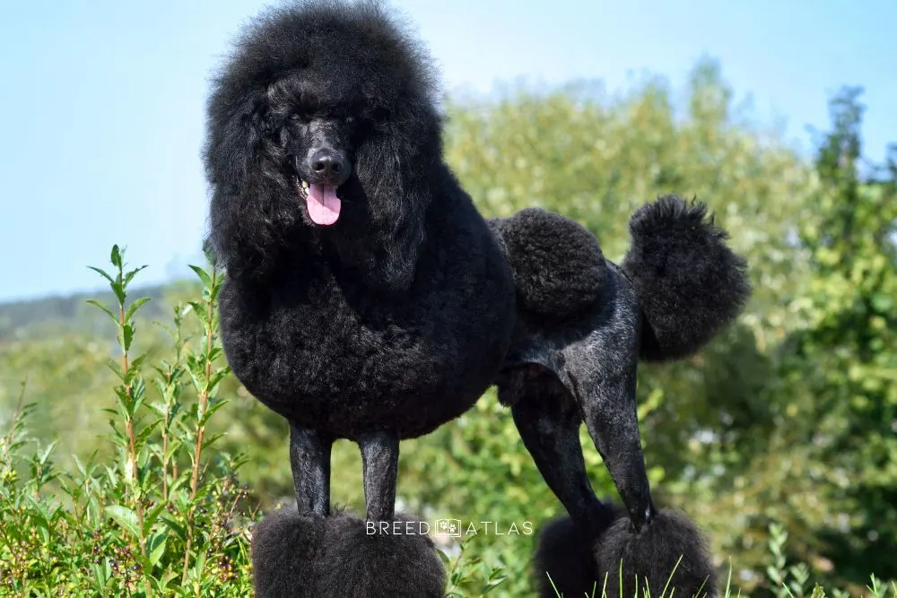 black poodle color