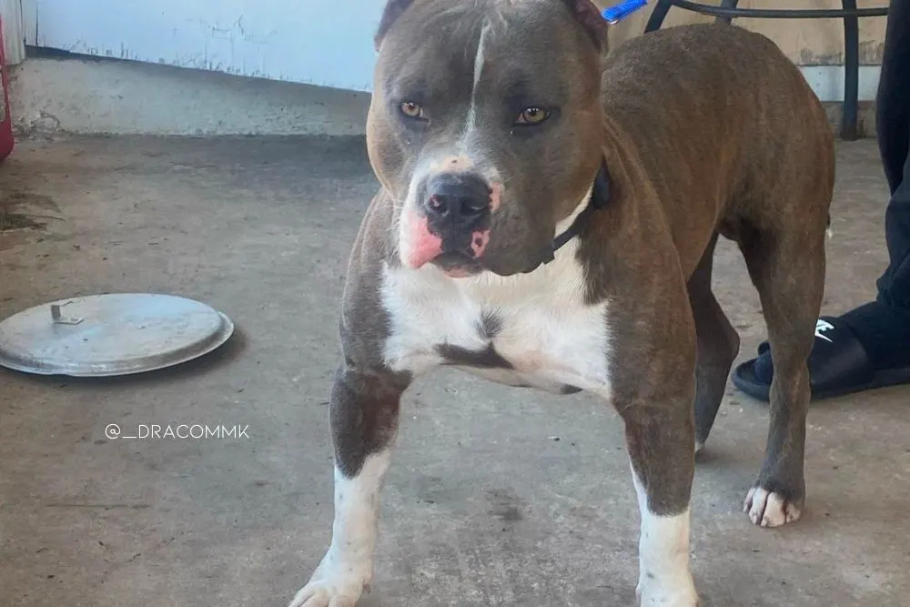 blue brindle american bully dog