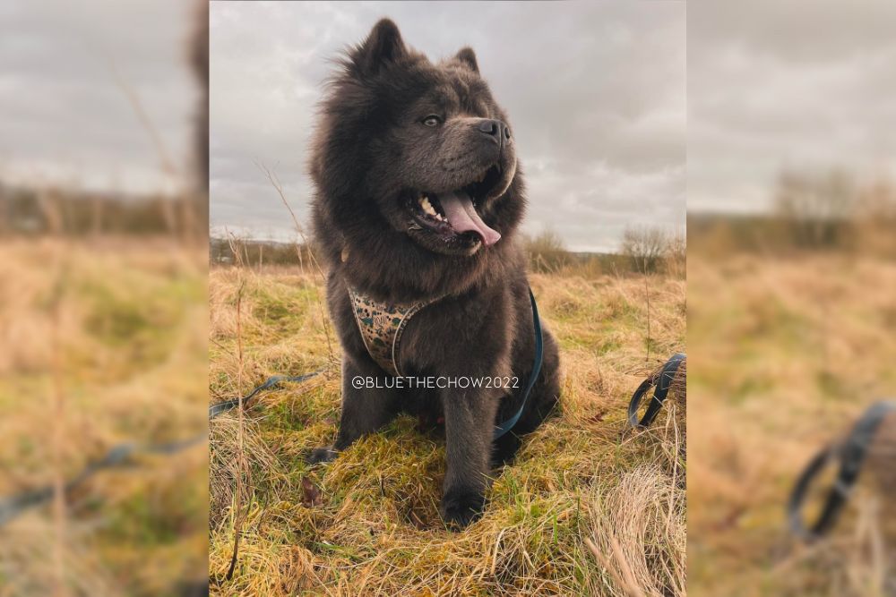 blue chow chow dog color
