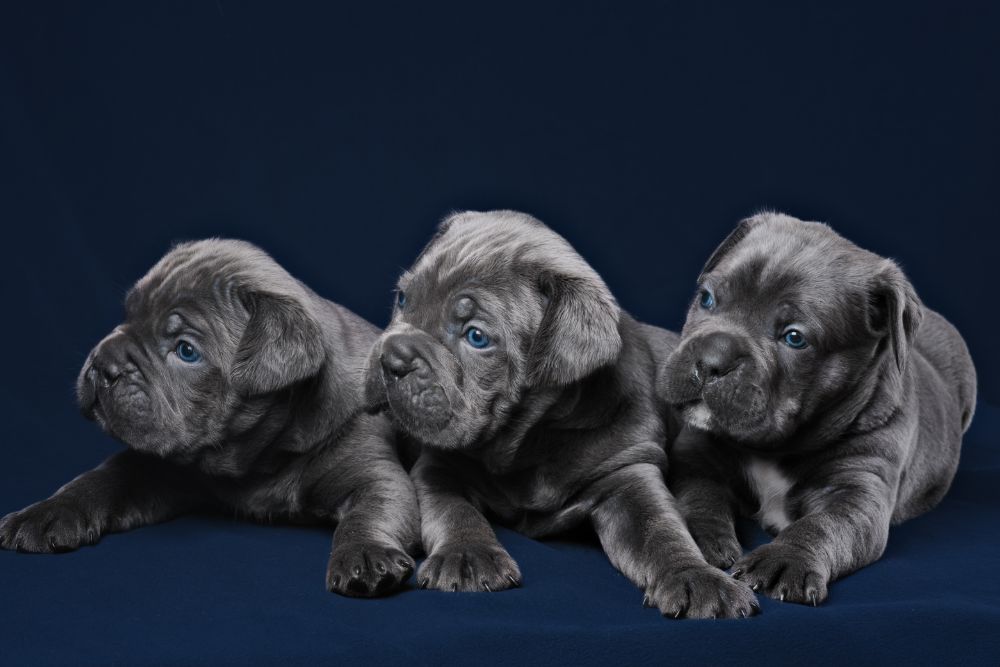 blue eyed cane corso puppies