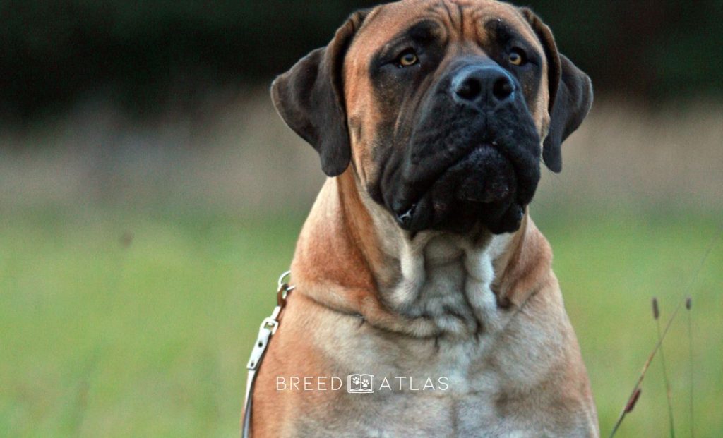 boerboel dog in nature