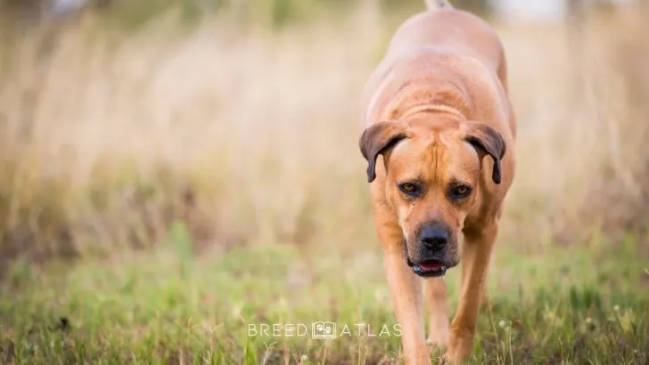 The 3 Absolute Best Boerboel Breeders Ontario Can Provide