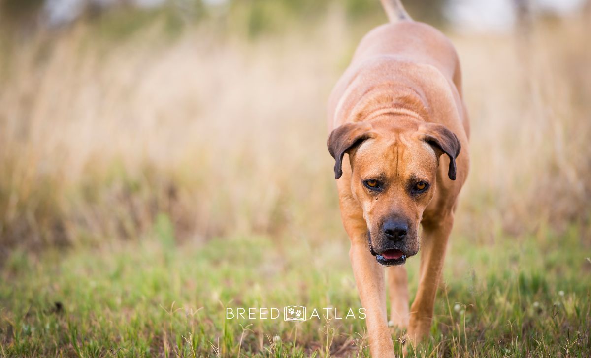 boerboel dog in nature