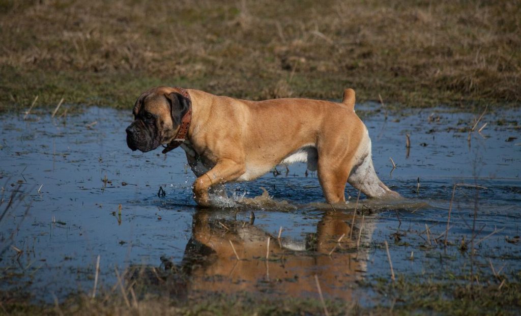 boerboel dog in the water in nature