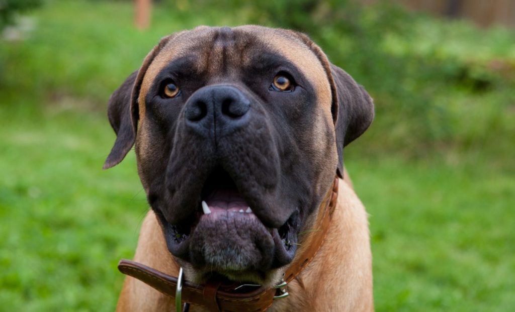 boerboel dog portrait