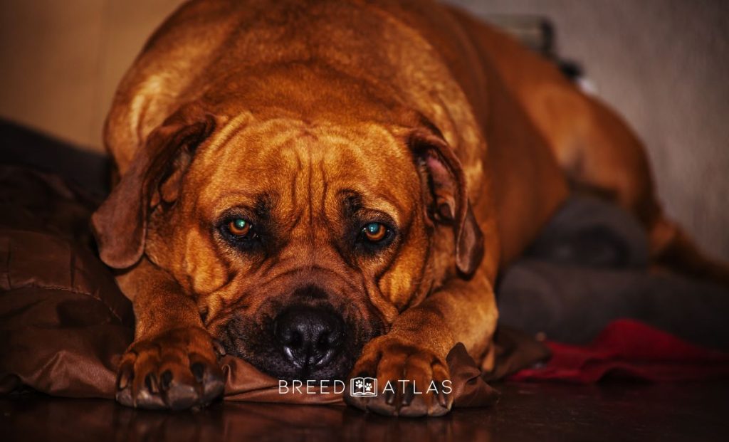 boerboel dog portrait