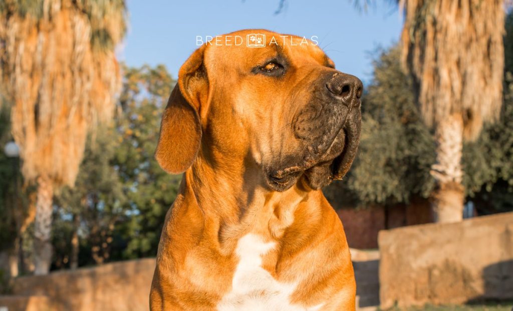 boerboel dog portrait in nature