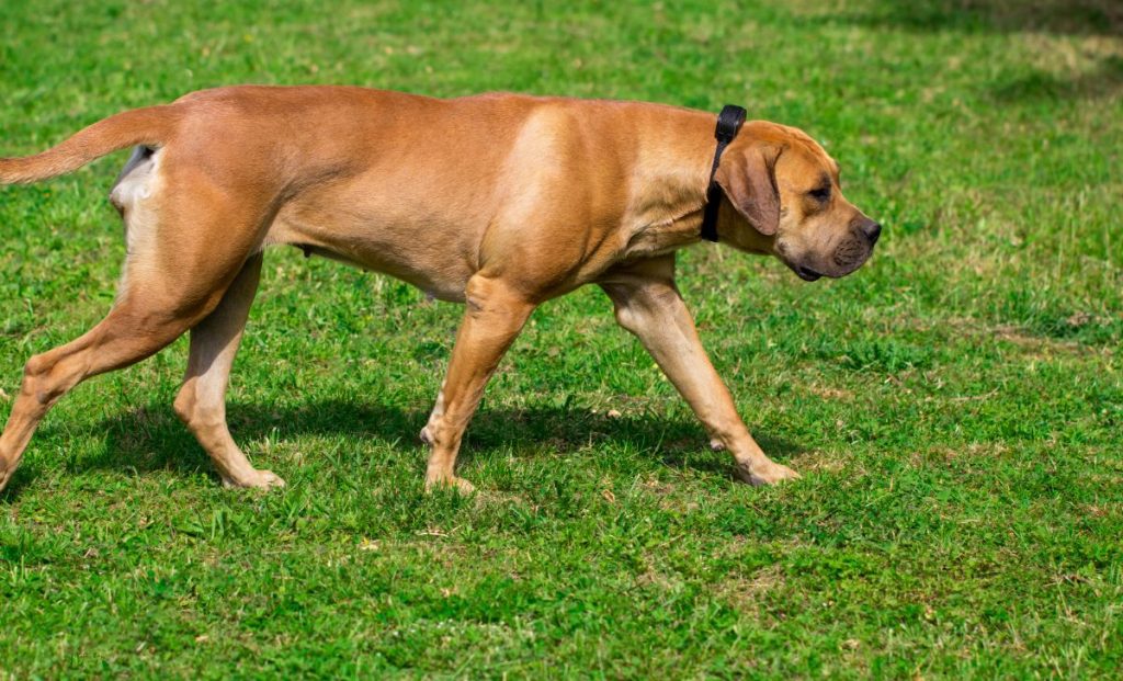 boerboel dog training in nature