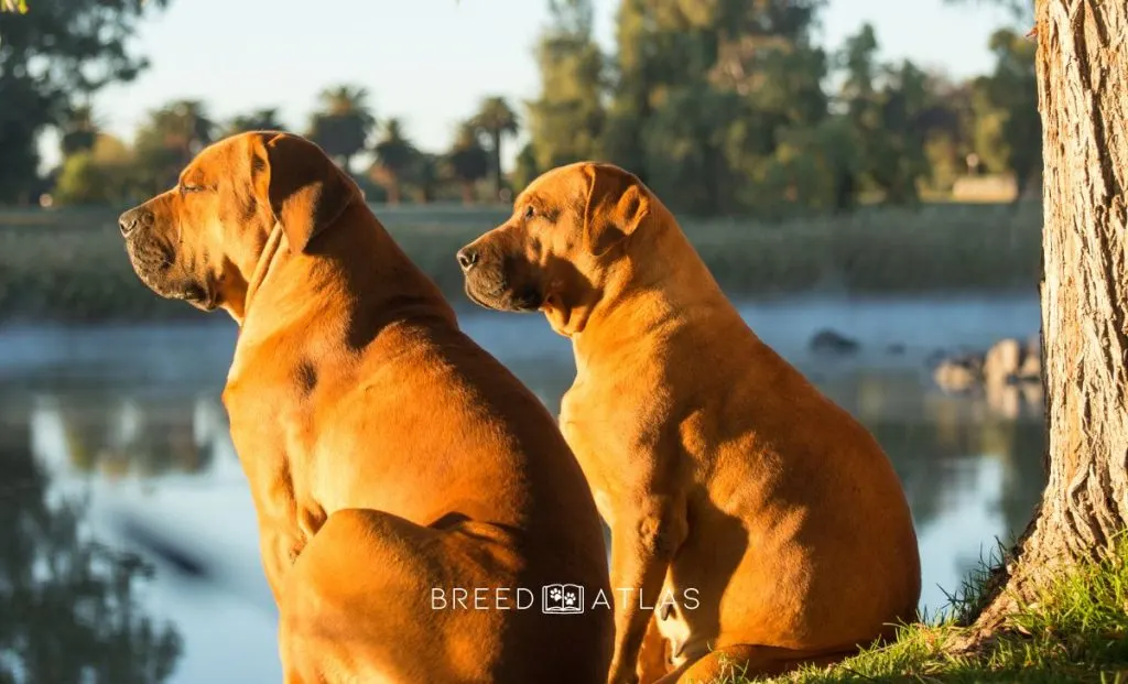 boerboel dogs by the river