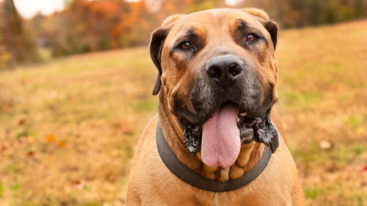 Boerboel Growth Chart And 5 Tips To Help Your Dog Grow