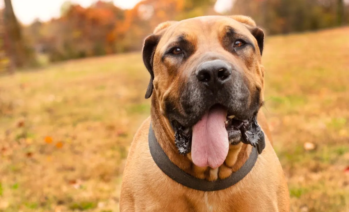 boerboel growth chart and stages