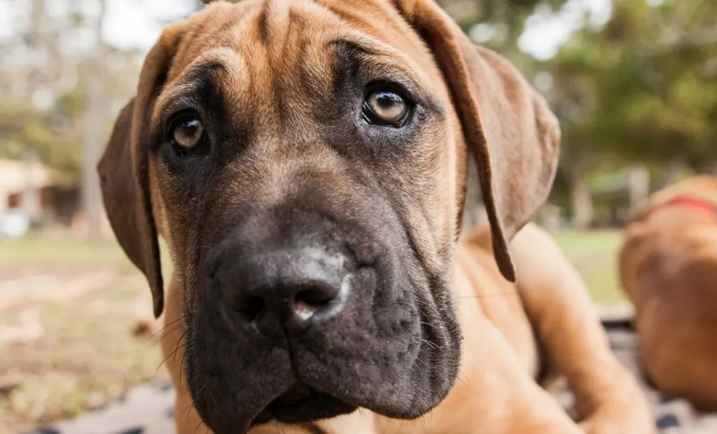 boerboel puppy dog