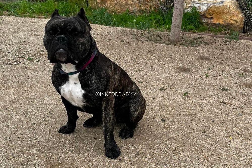 brindle american bully dog