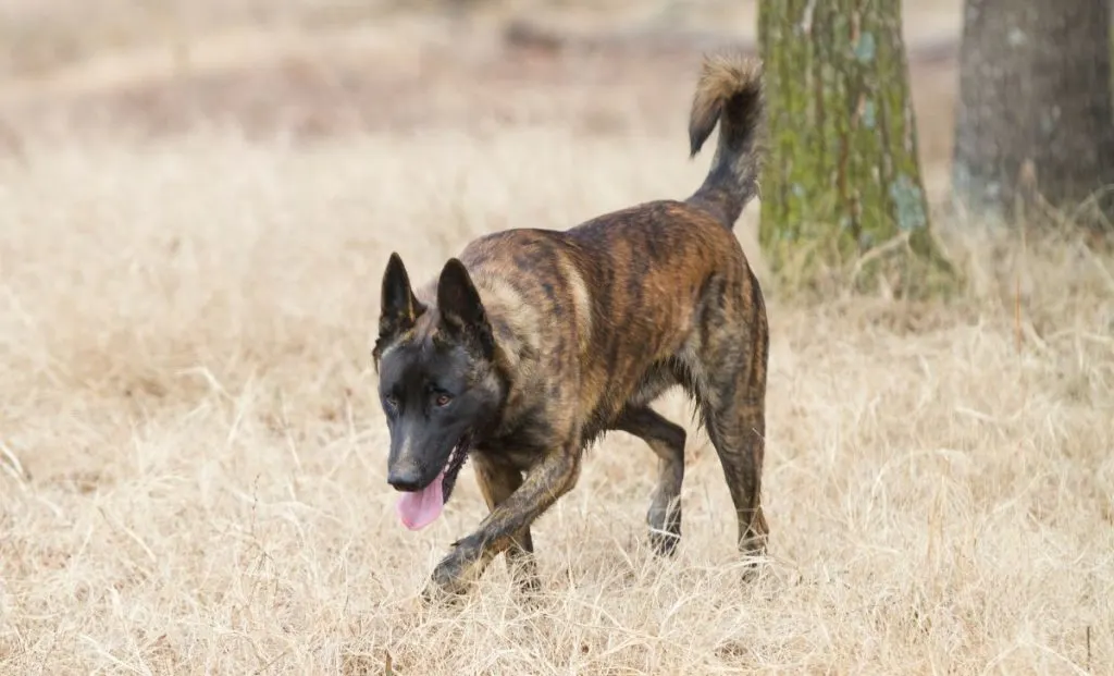 brindle belgian malinois color