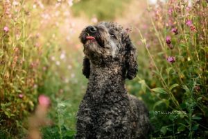 33 Poodle Colors And Which One Is The Most Beautiful