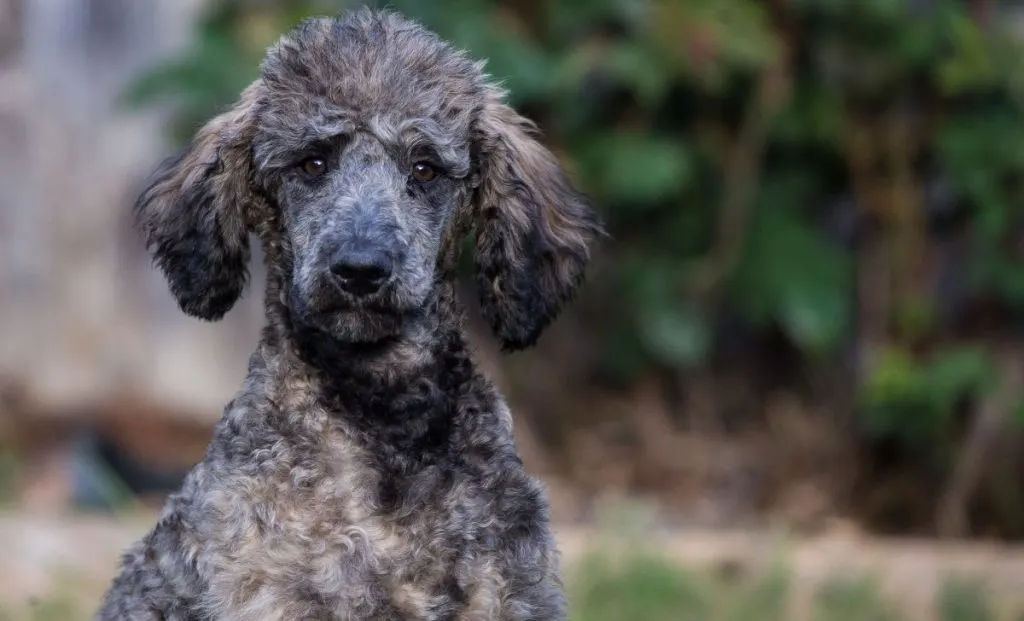 brindle standard poodle