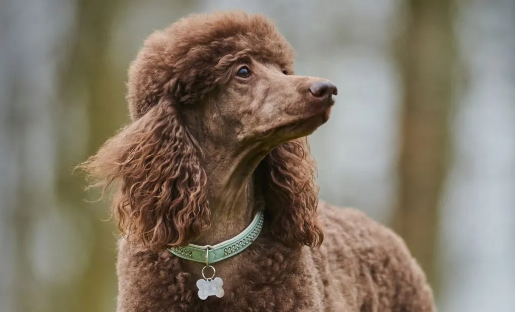 brown standard poodle color