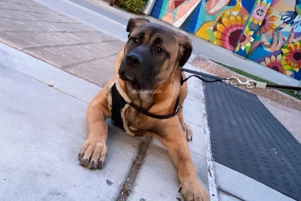 cane corso akita mix