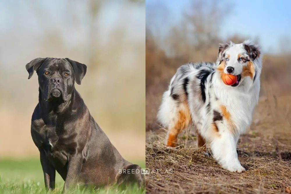 cane corso and australian shepherd dog breeds
