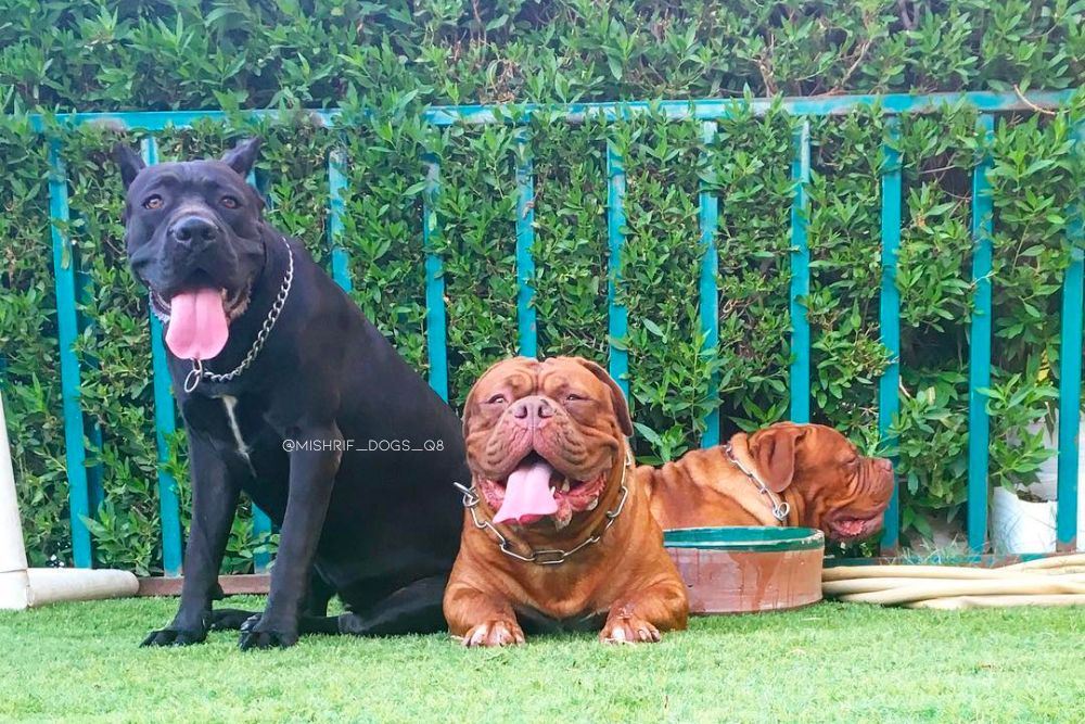 cane corso and french mastiff dogs