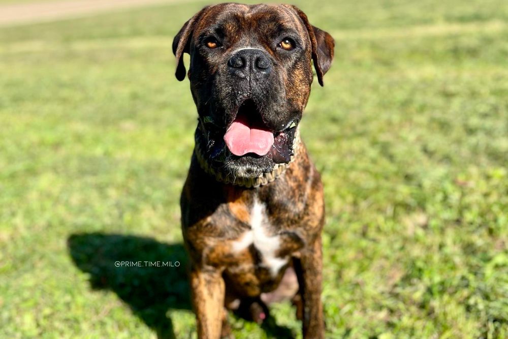 cane corso boxer mix