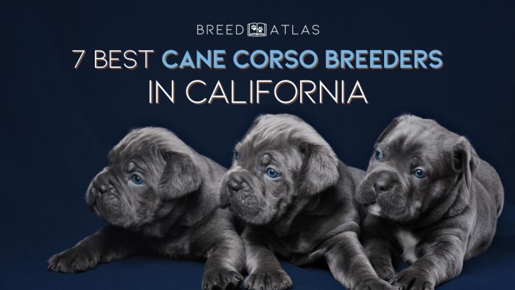 7 Best Cane Corso Breeders In California
