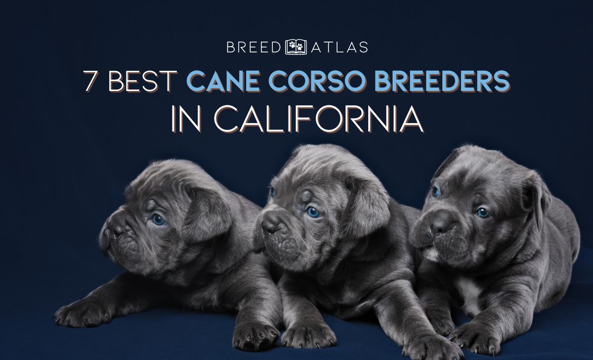 cane corso breeders california