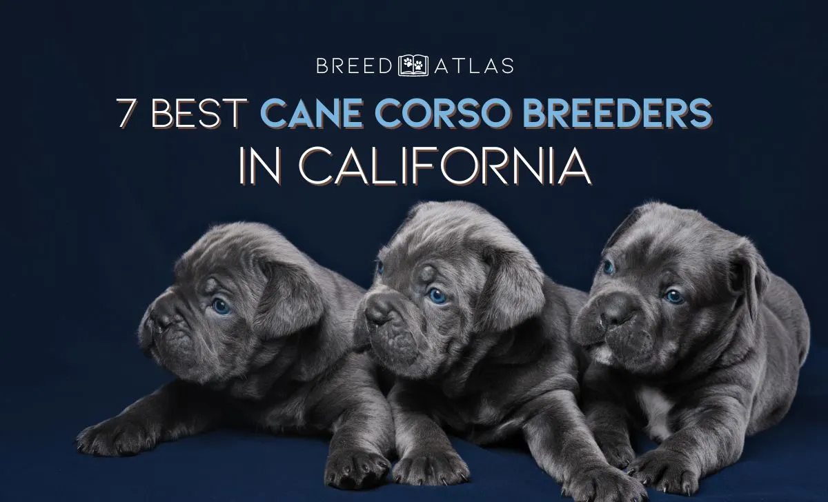 cane corso breeders california