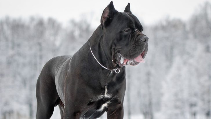 The 7 Best Cane Corso Breeders Ontario Has That You Must Check Out