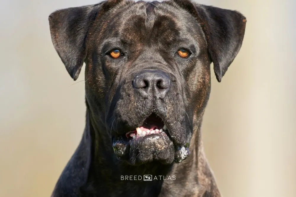 cane corso brown pink eyes