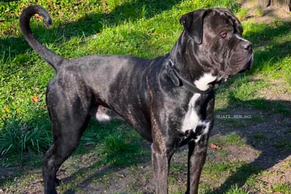 cane corso bulldog mix