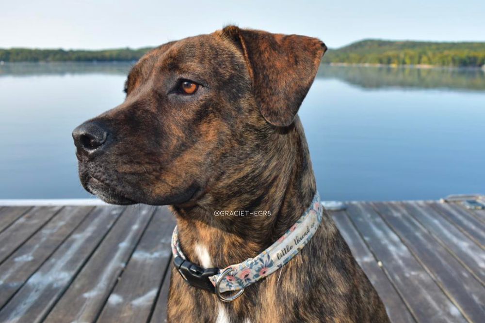 cane corso bullmastiff mix