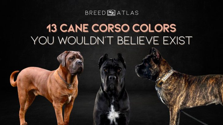 13 Cane Corso Colors You Wouldn’t Believe Exist